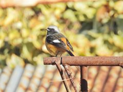 見返りジョビ　DSCN1925