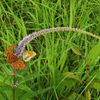 クガイソウにヒョウモンチョウ　DSCN6040