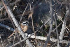藪のホオジロ　DSC_5540