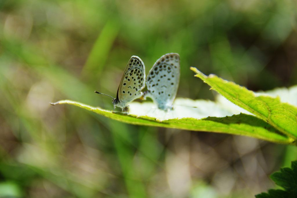 命を繋ぐ　DSC_2993