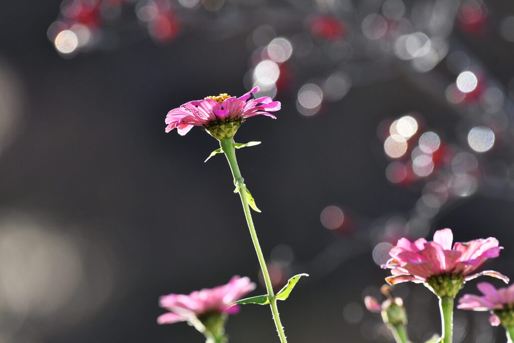 残り花輝く　　DSC_5070