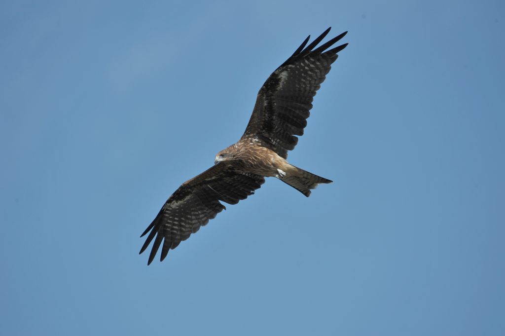 トビ舞う　DSC_8963