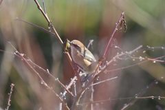 食べないの？　DSC_3833