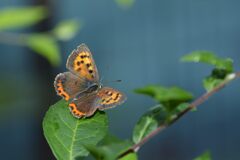 翅広げて　DSC_6549