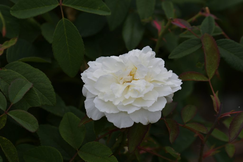 バラ散歩　３　DSC_0331