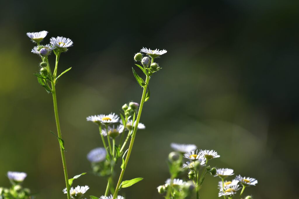 野の花　DSC_4525