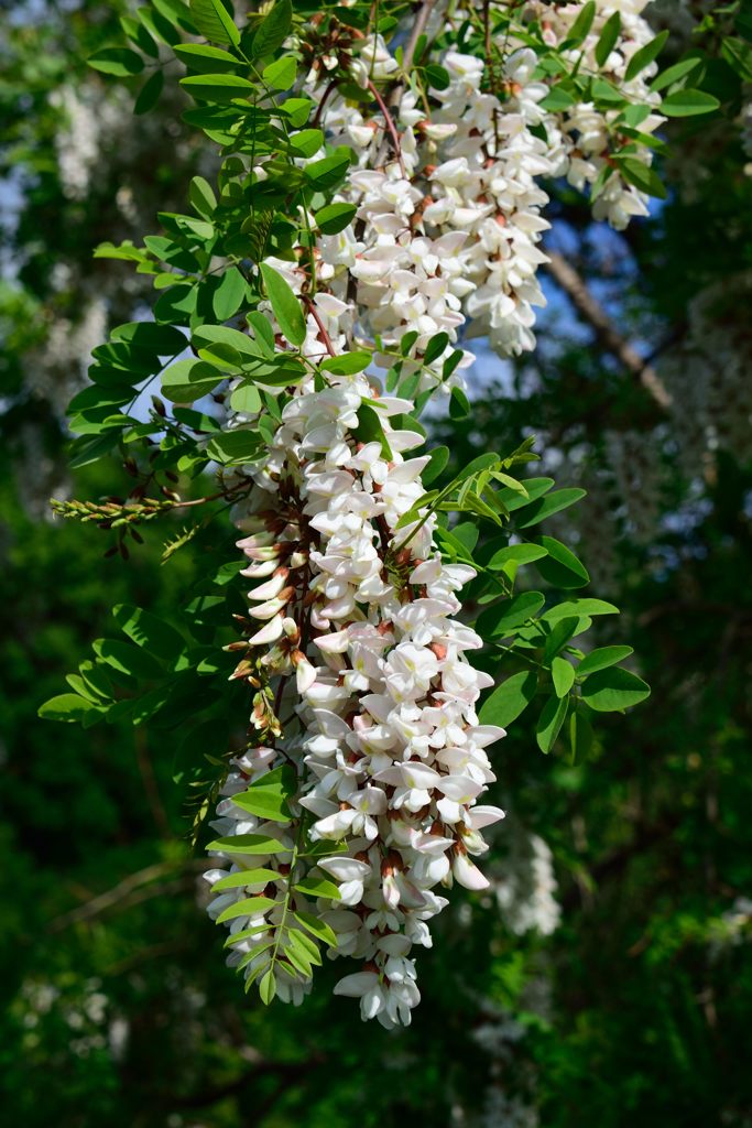 フジの花みたい　DSC_7368
