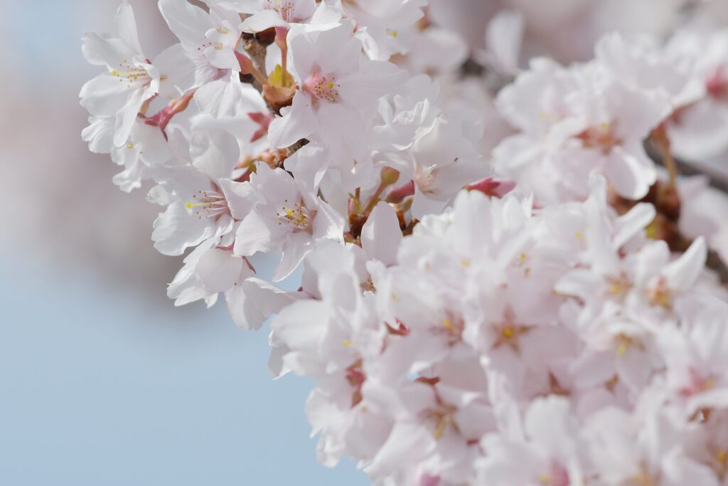 桜満開　　DSC_6252