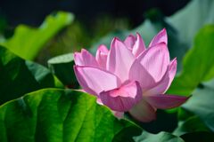 光に透けて輝く　　DSC_7876