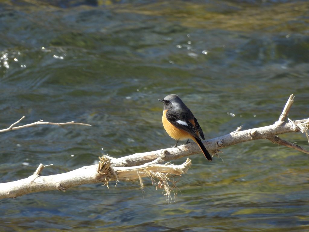 水辺に佇む　DSCN3107