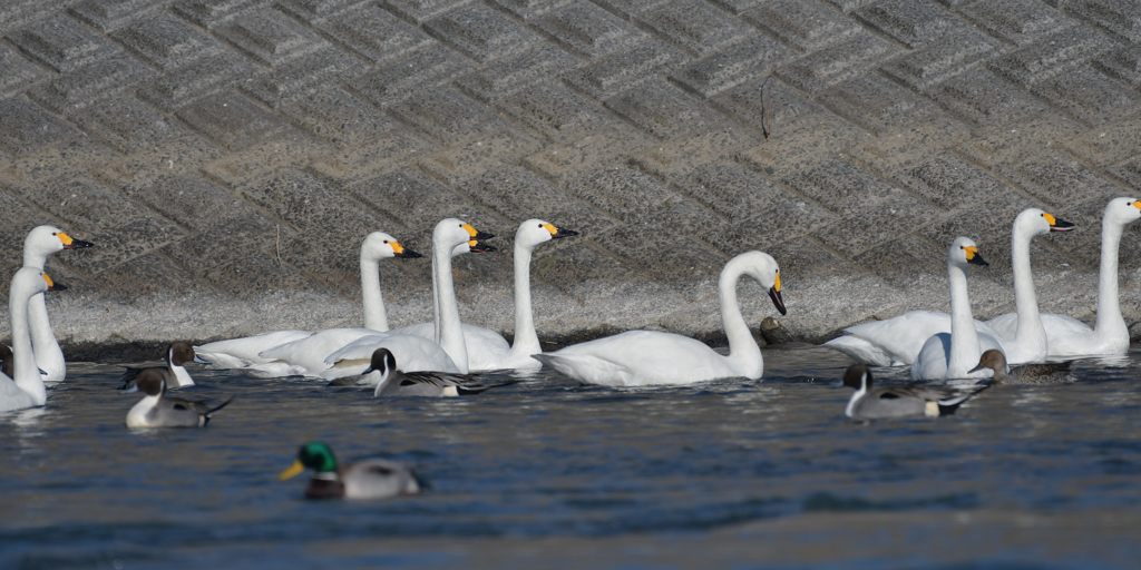 ワイワイガヤガヤ　DSC_4950