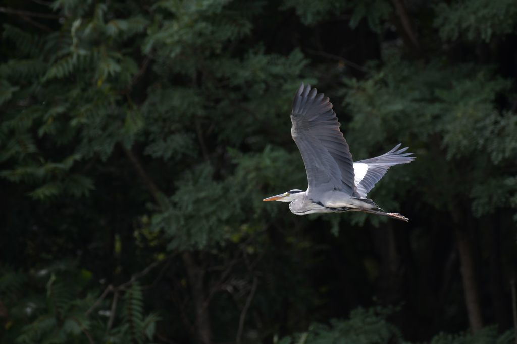 アオサギの舞い　２　DSC_7577