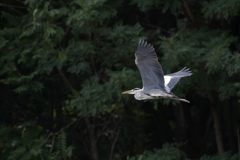 アオサギの舞い　２　DSC_7577