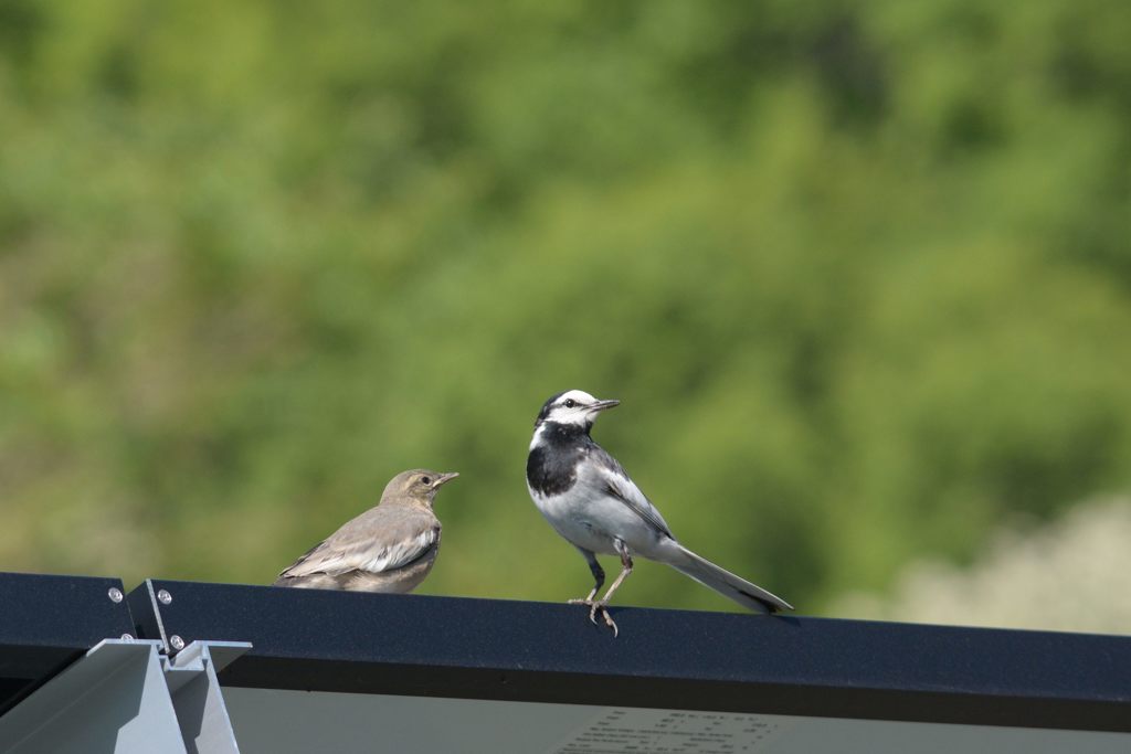 明日に向かって　DSC_4653