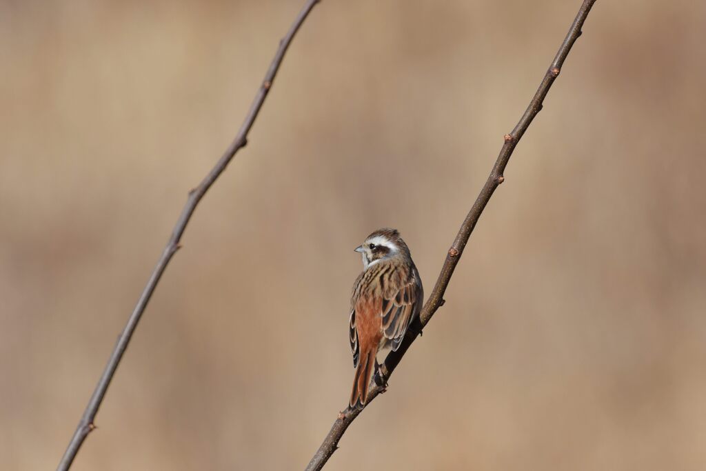 ホオジロ　　DSC_3027
