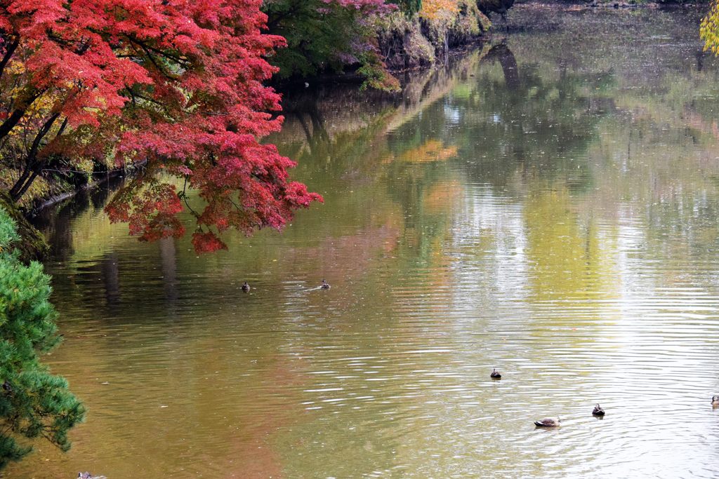 せり出して　DSC_3966