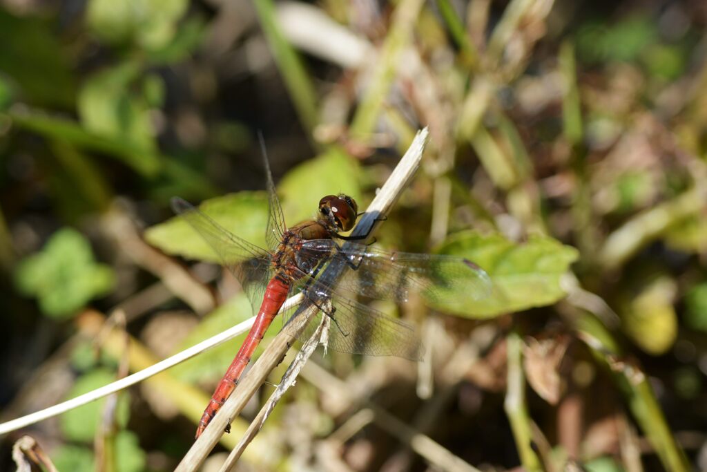 陽だまりに　DSC_8112