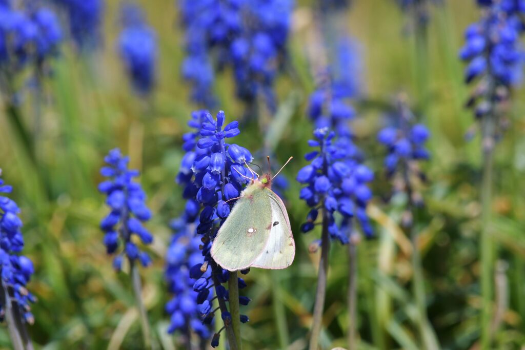 ムスカリにモンキチョウ　　DSC_6956