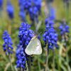 ムスカリにモンキチョウ　　DSC_6956