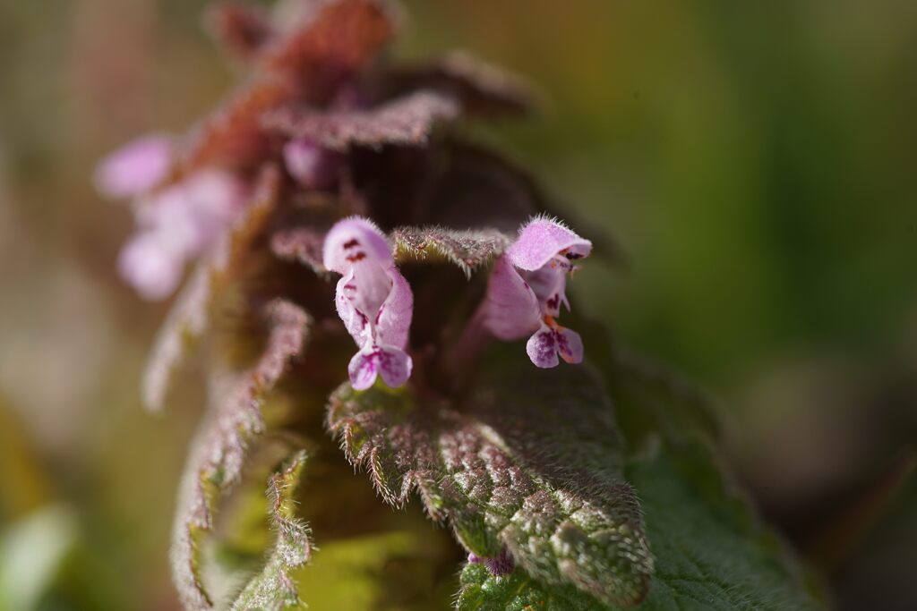 野の花　DSC05257