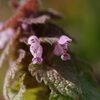 野の花　DSC05257