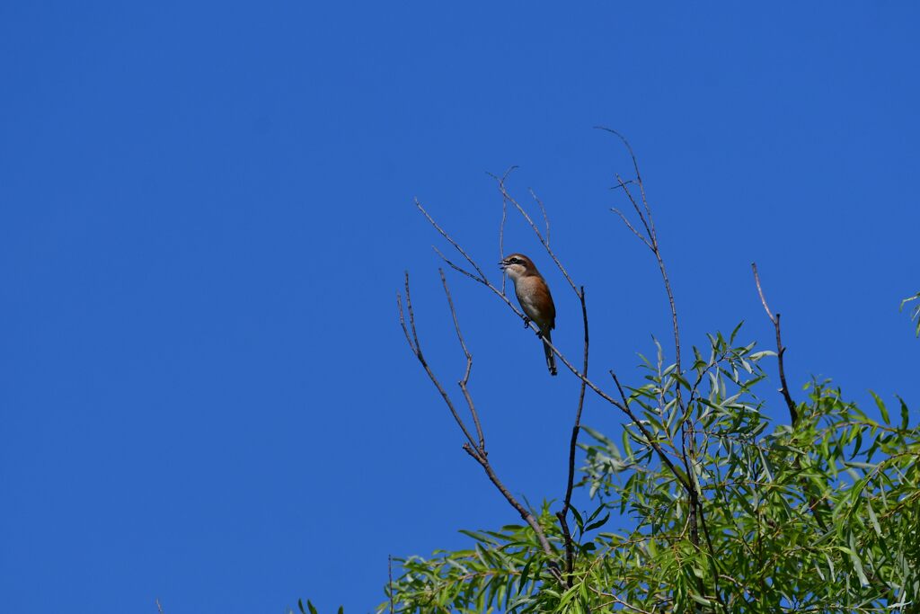 ご機嫌モズ　　　DSC_1192