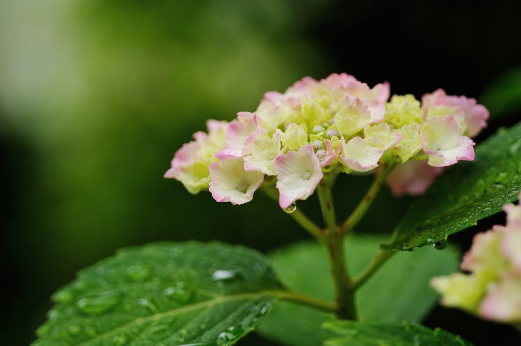 雨上がりの朝　DSC_2850