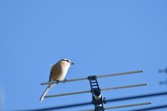 朝から好い天気　DSC_9945