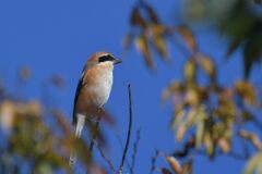 モズ　　DSC_3640