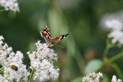 フジバカマにアカタテハ　DSC_9214