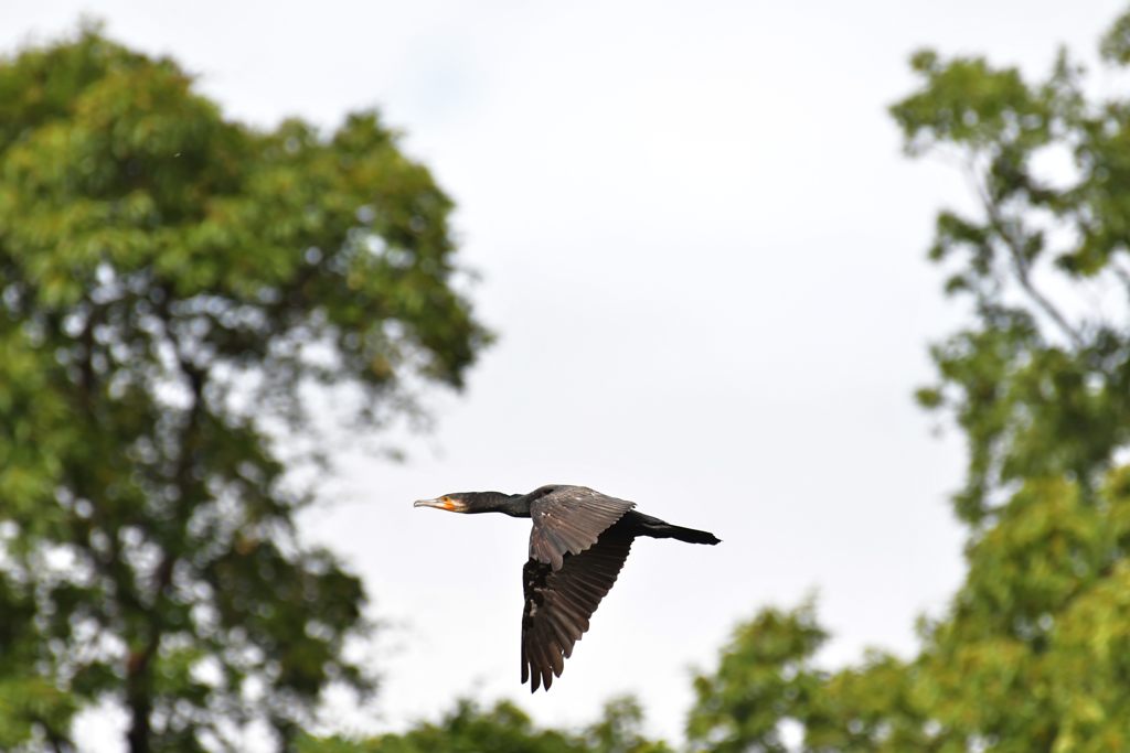 カワウ飛ぶ　１　DSC_8921