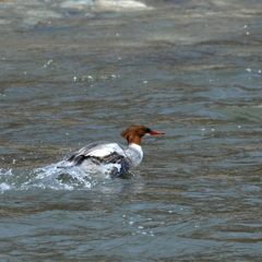 慌てる　　DSC_1800