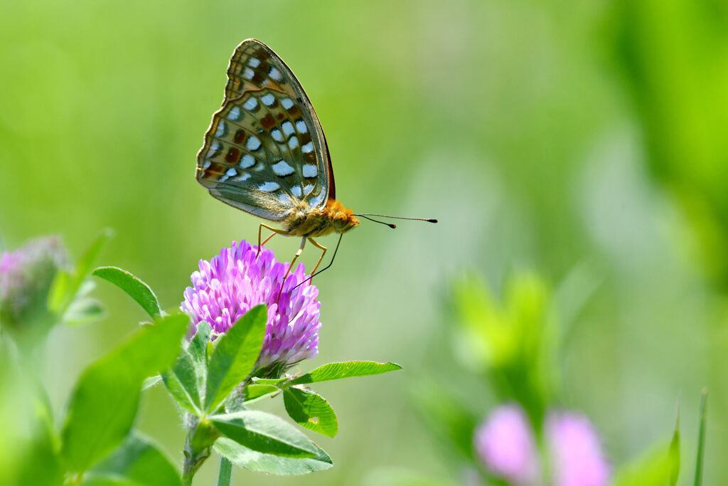 野の花にウラギンヒョウモン　　DSC_7961