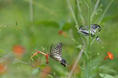 ナミアゲハ　DSC_6782