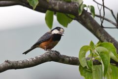 ヤマガラ　４　　DSC_9583