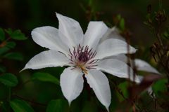 白い花　１　DSC_7328