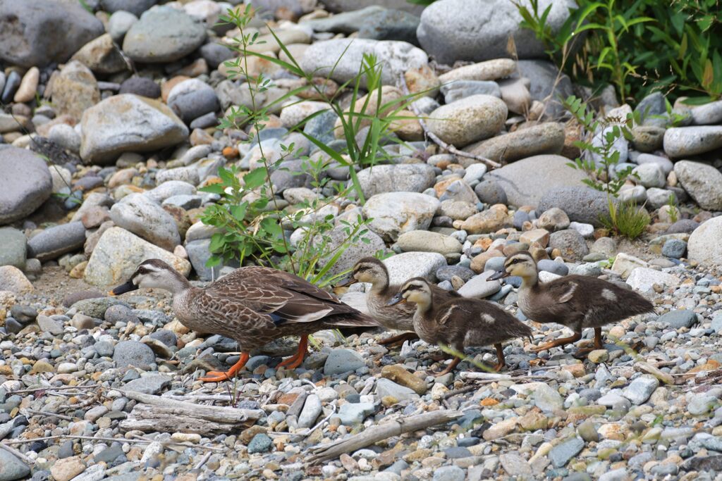カルガモの親子　　DSC_5798