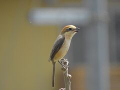 鳴き交わす　　DSCN8974