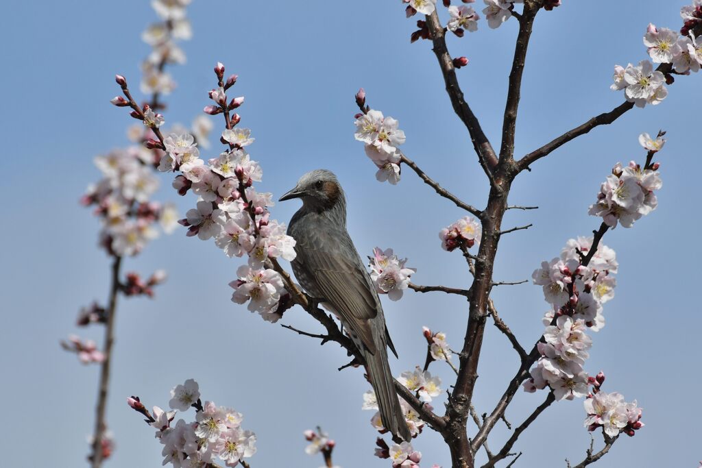 ヒヨドリ　　　DSC_1437