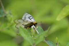 ウスバシロチョウ　DSC_2544