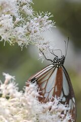 フジバカマに囲まれて　　DSC_0203