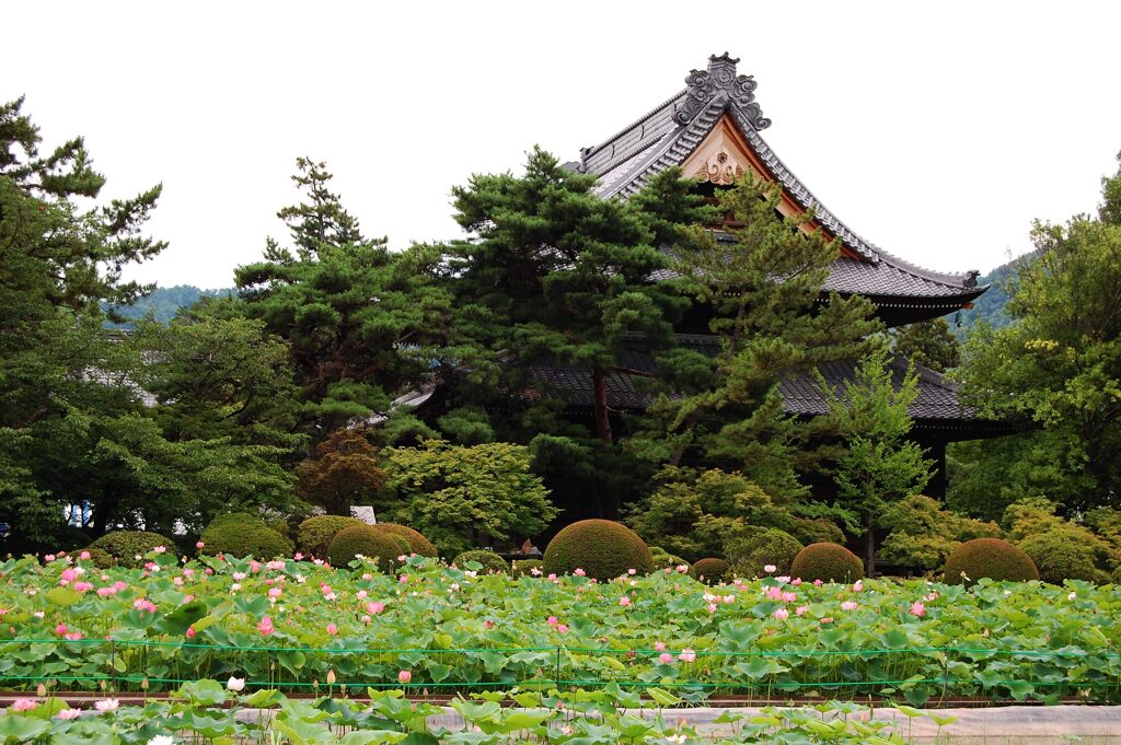 蓮園と信濃国分寺本堂　DSC_3699
