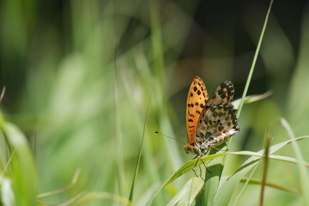 池の平のチョウ　４　DSC_5957