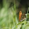 池の平のチョウ　４　DSC_5957