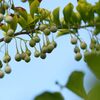 エゴノキの実　　DSC_2569