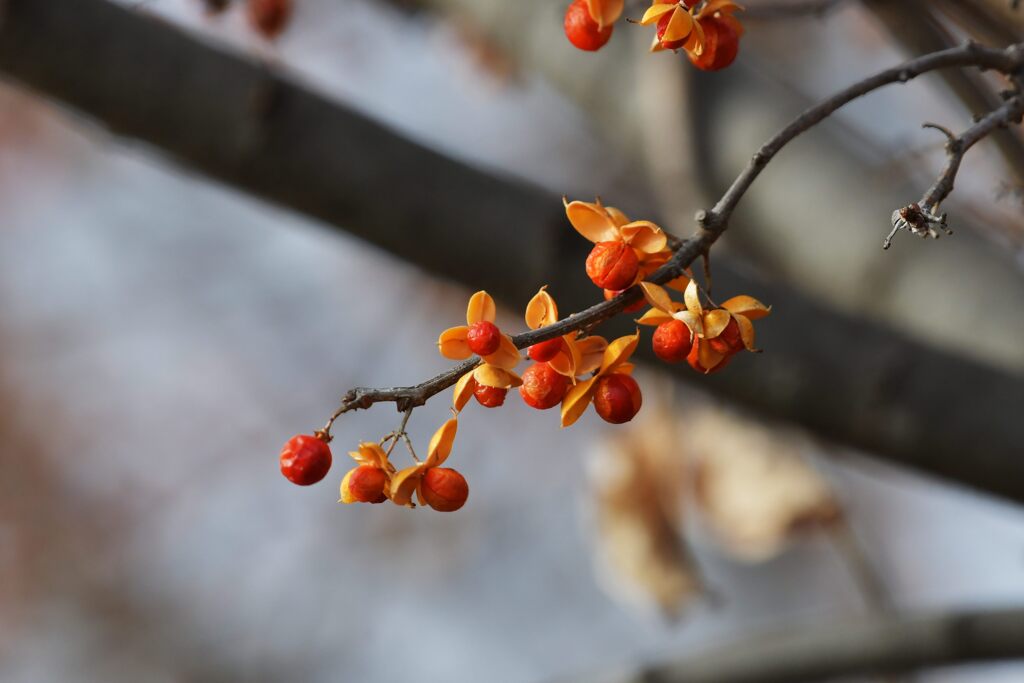 この木の実に・・・　　DSC_1914