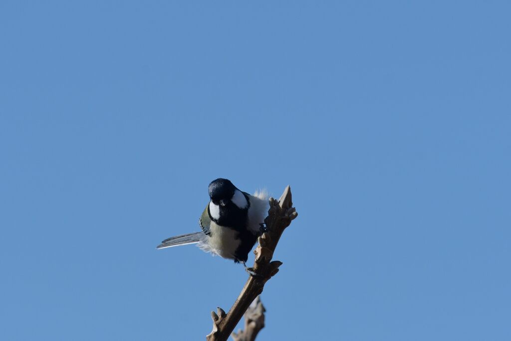 風　　DSC_1830