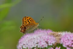 シモツケにウラギンスジヒョウモン　DSC_0569