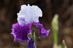 雨上がりの朝　１　DSC_2462