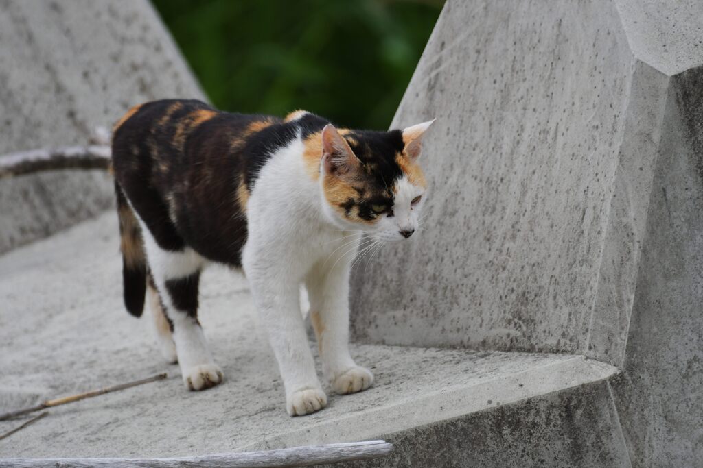 何かいるかな？　　DSC_4552